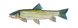 Grass Carp